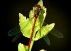 Richard Worth - Damselfly - a large red.jpeg